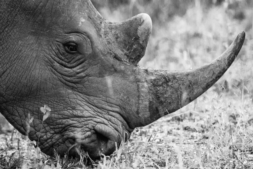 are rhinos endangered