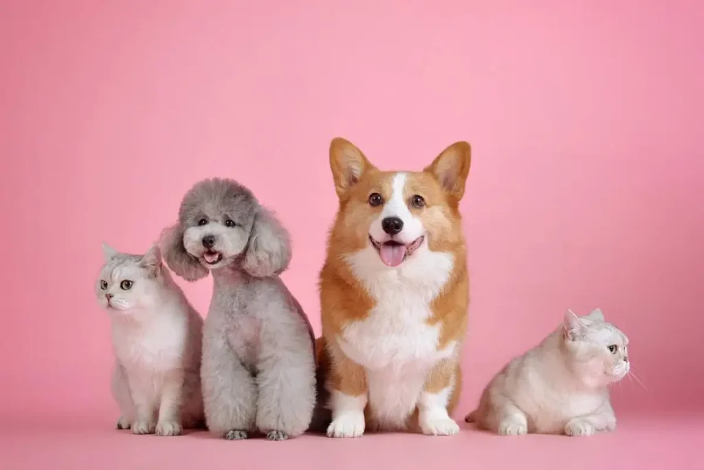 custom pet stuffed animal
